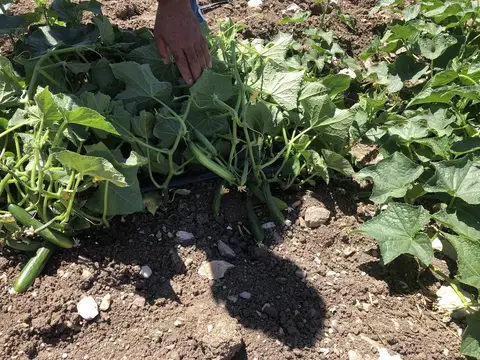 Demirci, Manisa saha ziyareti (Haziran 2020) — kabak