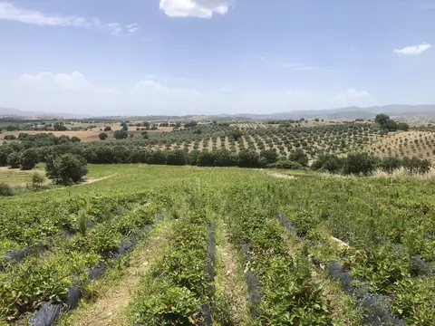 Manisa saha ziyareti (Haziran 2020) — genel saha