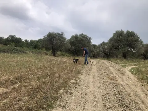 Kırkağaç, Manisa saha ziyareti (Haziran 2020) — genel saha