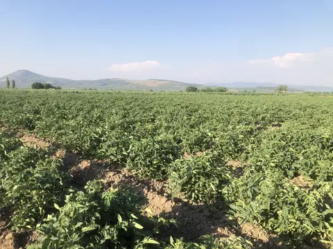 Kırkağaç, Manisa saha ziyareti (Haziran 2020) — genel saha