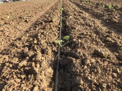 Salihli, Manisa saha ziyareti (Haziran 2020) — patlıcan, üzüm