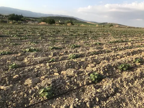 Salihli, Manisa saha ziyareti (Haziran 2020) — patlıcan, üzüm