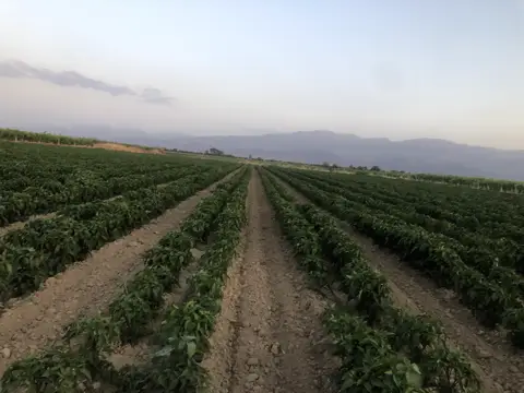 Salihli, Manisa saha ziyareti (Haziran 2020) — patlıcan, üzüm