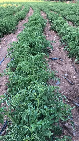 Salihli, Manisa saha ziyareti (Haziran 2020) — patlıcan, üzüm