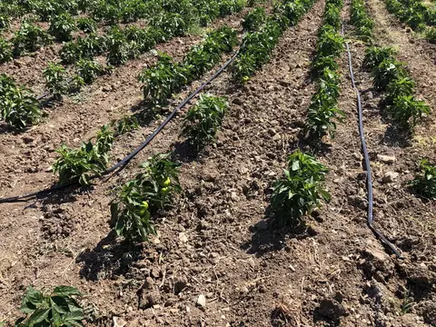 Kırkağaç, Manisa saha ziyareti (Temmuz 2020) — biber