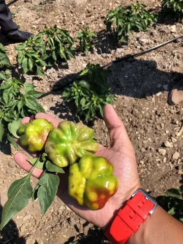 Kırkağaç, Manisa saha ziyareti (Temmuz 2020) — biber