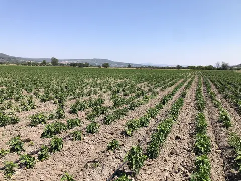 Kırkağaç, Manisa saha ziyareti (Temmuz 2020) — biber
