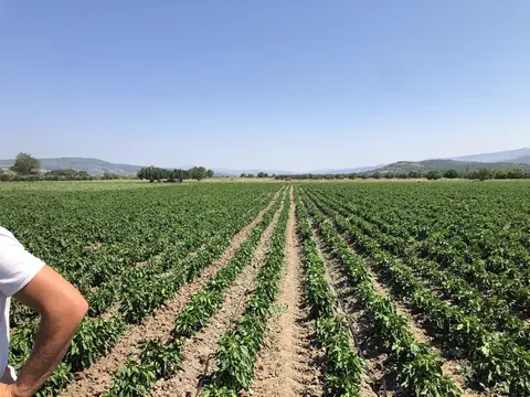 Kırkağaç, Manisa saha ziyareti (Temmuz 2020) — biber