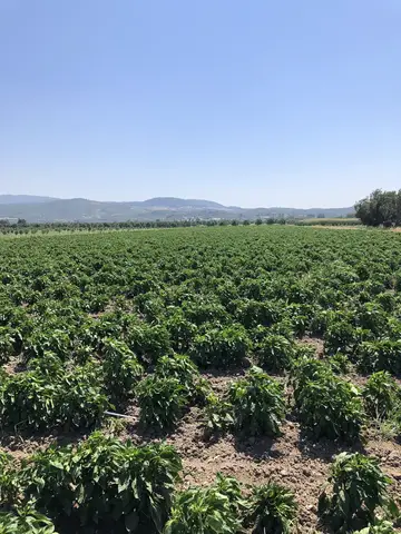 Kırkağaç, Manisa saha ziyareti (Temmuz 2020) — biber