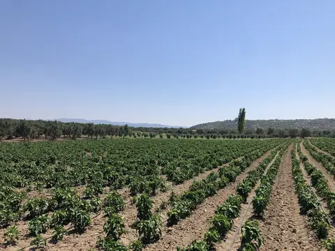 Kırkağaç, Manisa saha ziyareti (Temmuz 2020) — biber