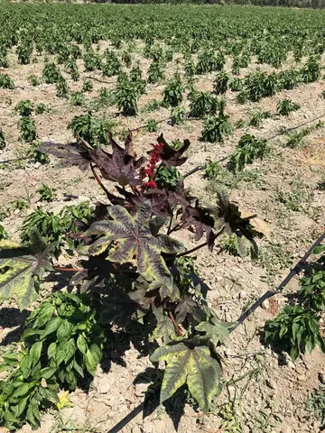 Kırkağaç, Manisa saha ziyareti (Temmuz 2020) — biber