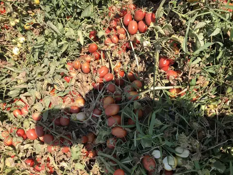 Akhisar, Manisa saha ziyareti (Ağustos 2020) — domates