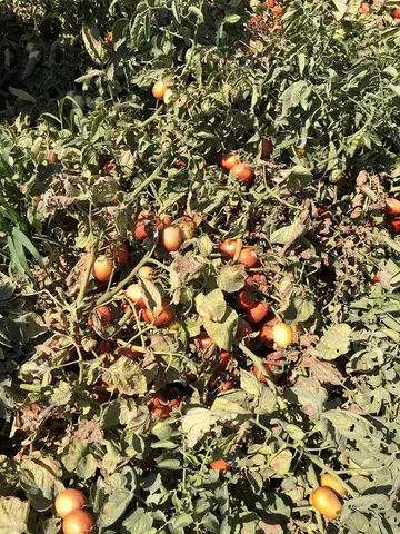 Akhisar, Manisa saha ziyareti (Ağustos 2020) — domates