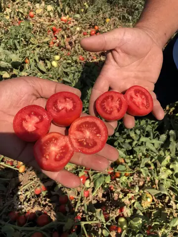 Akhisar, Manisa saha ziyareti (Ağustos 2020) — domates