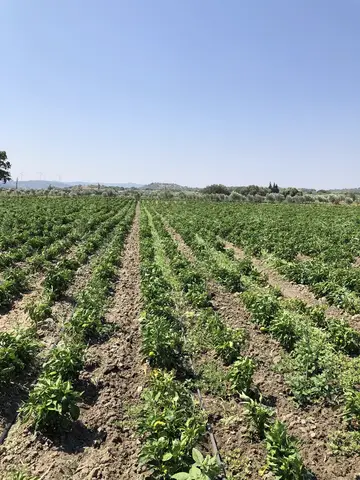 Kırkağaç, Manisa saha ziyareti (Ağustos 2020) — biber