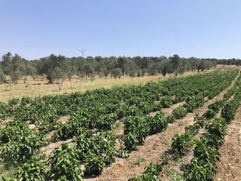 Kırkağaç, Manisa saha ziyareti (Ağustos 2020) — biber