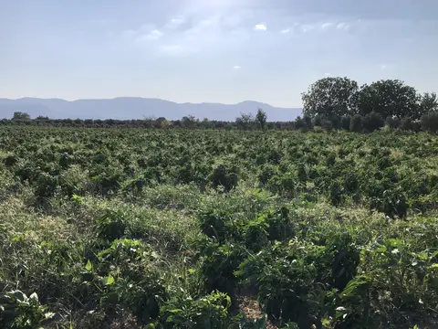 Kırkağaç, Manisa saha ziyareti (Ağustos 2020) — biber