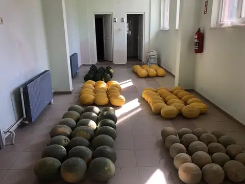 Şehzadeler, Manisa saha ziyareti (Ağustos 2020) — karpuz, kavun