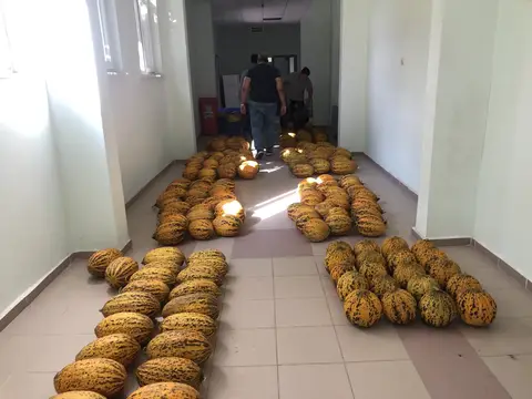 Şehzadeler, Manisa saha ziyareti (Ağustos 2020) — karpuz, kavun