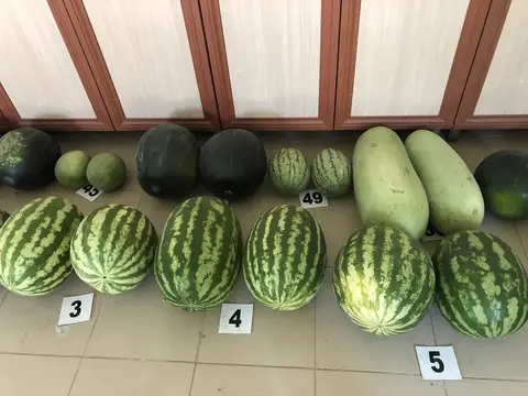 Şehzadeler, Manisa saha ziyareti (Ağustos 2020) — karpuz, kavun