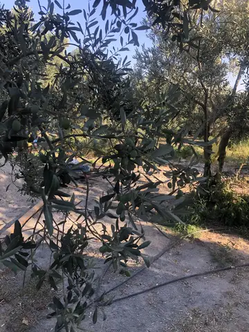 Manisa saha ziyareti (Eylül 2020) — zeytin