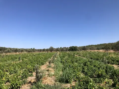 Kırkağaç, Manisa saha ziyareti (Eylül 2020) — biber