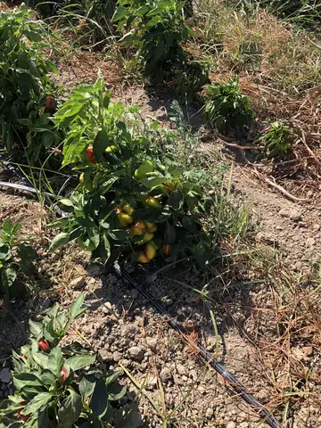 Kırkağaç, Manisa saha ziyareti (Eylül 2020) — biber