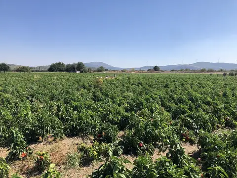 Kırkağaç, Manisa saha ziyareti (Eylül 2020) — biber