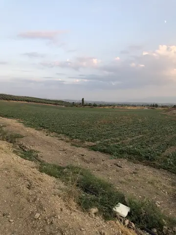 Salihli, Manisa saha ziyareti (Eylül 2020) — zeytin, biber