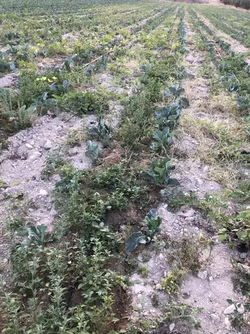 Salihli, Manisa saha ziyareti (Eylül 2020) — zeytin, biber