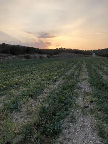 Salihli, Manisa saha ziyareti (Eylül 2020) — zeytin, biber