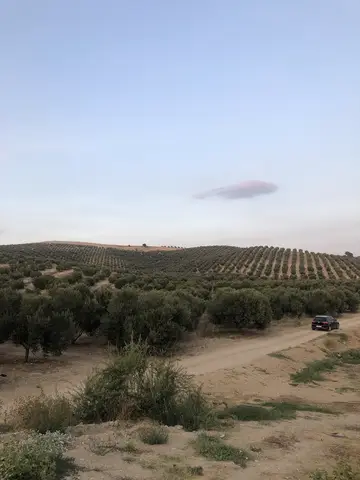 Salihli, Manisa saha ziyareti (Eylül 2020) — zeytin, biber