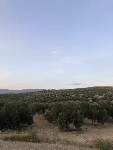 Salihli, Manisa saha ziyareti (Eylül 2020) — zeytin, biber