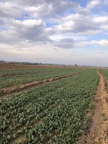 Salihli, Manisa saha ziyareti (Aralık 2020) — çilek