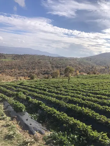 Salihli, Manisa saha ziyareti (Aralık 2020) — çilek
