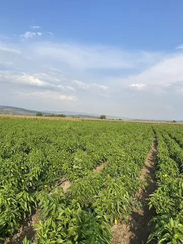 Manisa saha ziyareti (Ağustos 2022) — biber