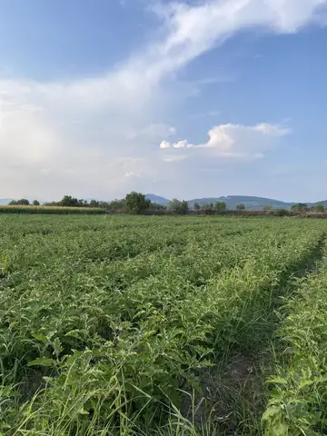 Manisa saha ziyareti (Ağustos 2022) — biber