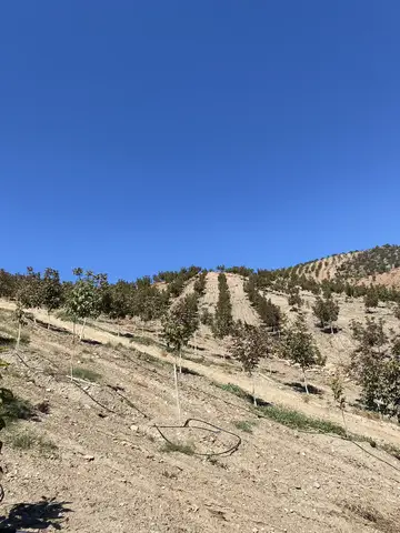 Salihli, Manisa saha ziyareti (Eylül 2022) — ceviz