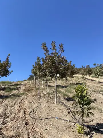 Salihli, Manisa saha ziyareti (Eylül 2022) — ceviz