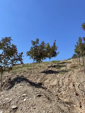 Salihli, Manisa saha ziyareti (Eylül 2022) — ceviz