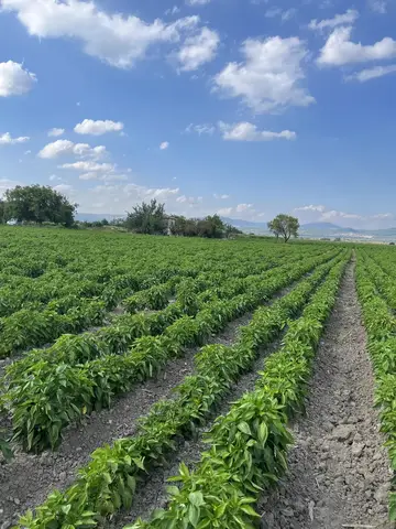 Manisa saha ziyareti (Ağustos 2023) — üzüm