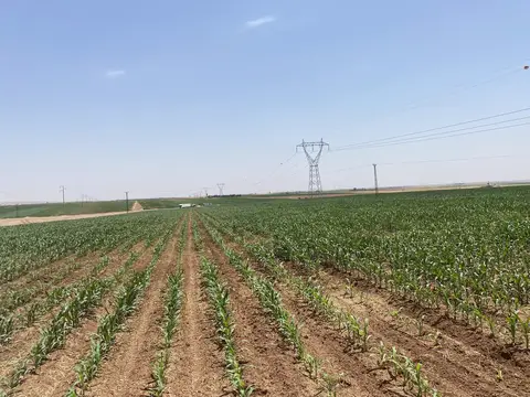 Mardin saha ziyareti (Temmuz 2022) — antep fıstığı, mısır
