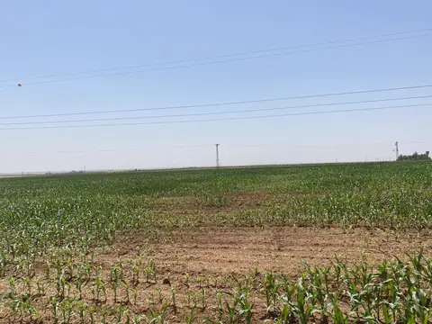Mardin saha ziyareti (Temmuz 2022) — antep fıstığı, mısır