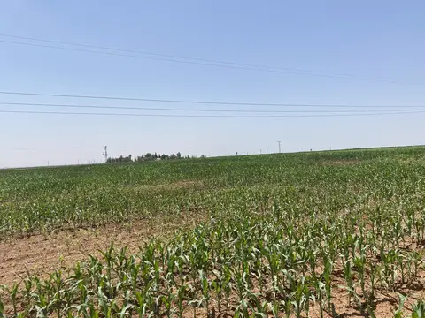 Mardin saha ziyareti (Temmuz 2022) — antep fıstığı, mısır