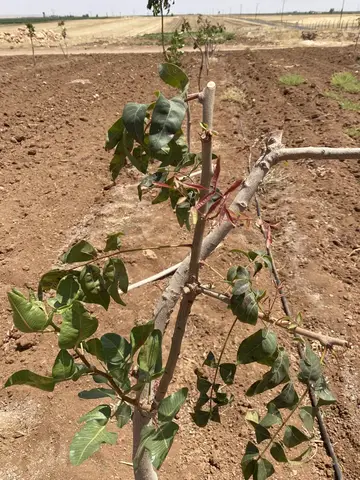Mardin saha ziyareti (Temmuz 2022) — antep fıstığı, mısır