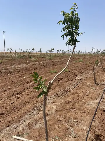 Mardin saha ziyareti (Temmuz 2022) — antep fıstığı, mısır