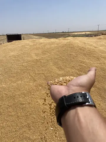 Mardin saha ziyareti (Temmuz 2022) — antep fıstığı, mısır