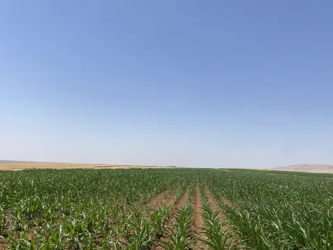 Nusaybin, Mardin saha ziyareti (Temmuz 2022) — mısır
