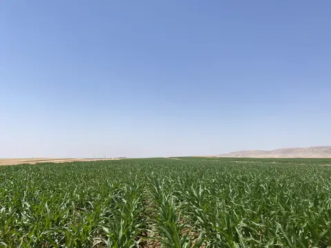 Nusaybin, Mardin saha ziyareti (Temmuz 2022) — mısır