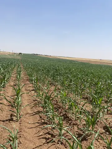 Nusaybin, Mardin saha ziyareti (Temmuz 2022) — mısır